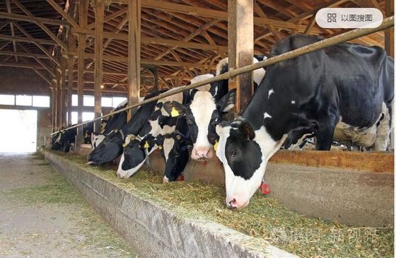 Anti COVID 19 Veterinary Raw Materials USP grade Ivermectin 99%