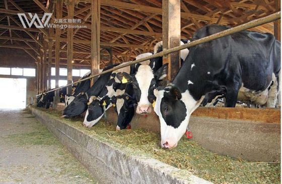 Fluke Disease Praziquantel Powder USP 39 Grade Cas 55268-74-1