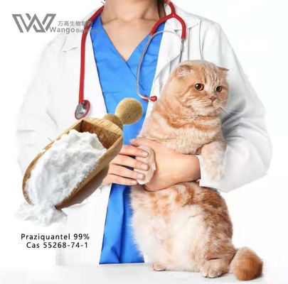 Poudre puissante de praziquantel pour la schistosomiase et autres infections parasitaires 99% USP
